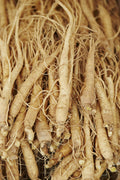 Asian Ginseng (Panax ginseng)