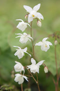 Epimedium Powder