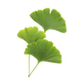 Ginkgo (Ginkgo biloba)